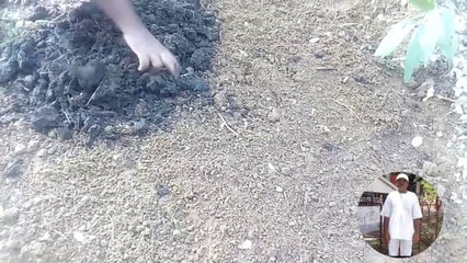 শীতের মরসুমে ধুনে পাতা ও পালংশাকের বাগান তৈরী