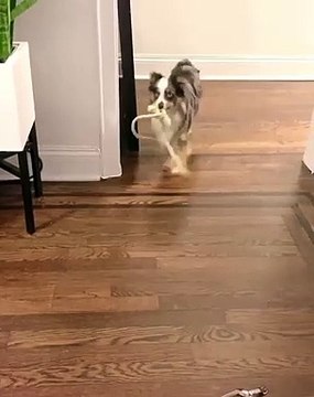 dance dog - top funny dogs dancing to music of all time