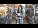 Famous Tollinton Market Lahore - Pets and Birds Market