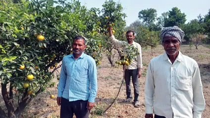 किन्नू की फसल से किसानों को हो रहा फायदा