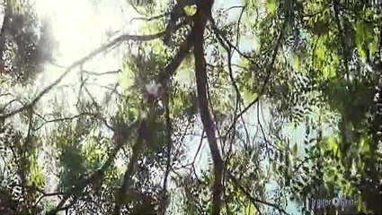 Oranges And Sunshine Trailer (2011)