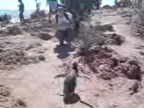 Pingouins à Punta Tombo, Argentine