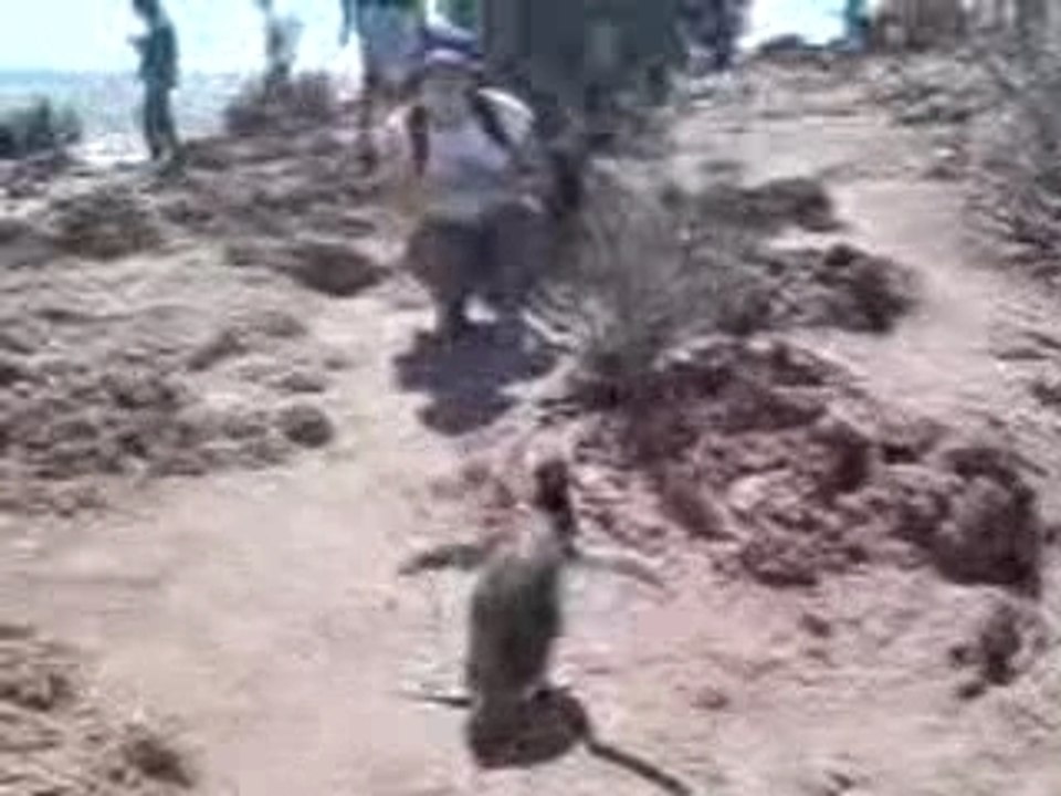 Pingouins à Punta Tombo, Argentine