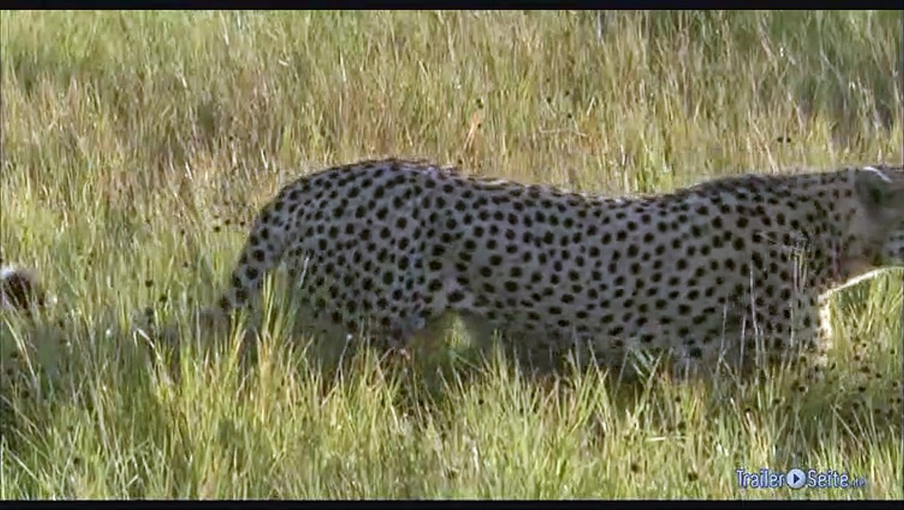 Ausschnitt aus Unser Leben: Drei Geparden
