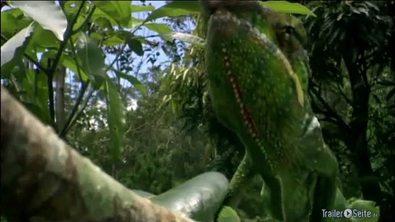 Ausschnitt aus Unser Leben: Chamaeleon