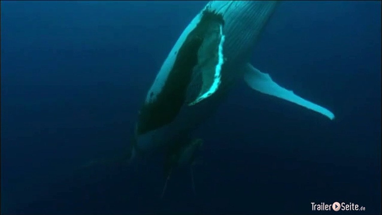 Ausschnitt aus Unser Leben: Buckelwale