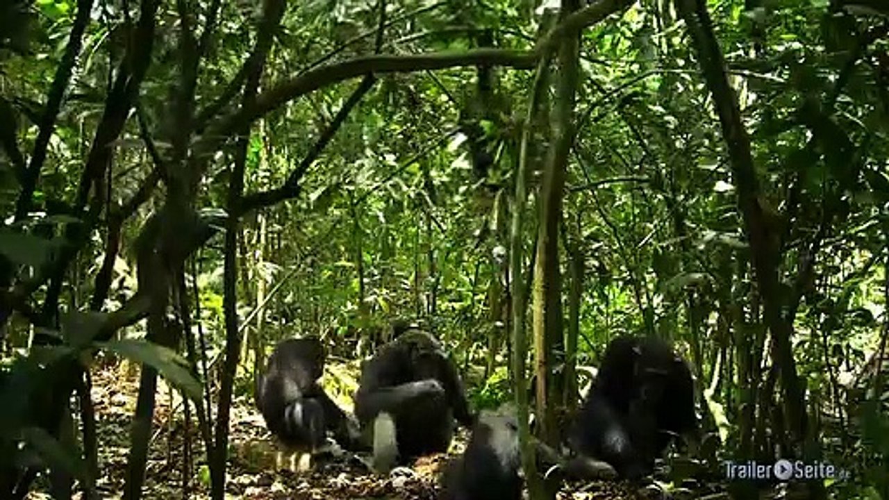 US Trailer zu Schimpansen