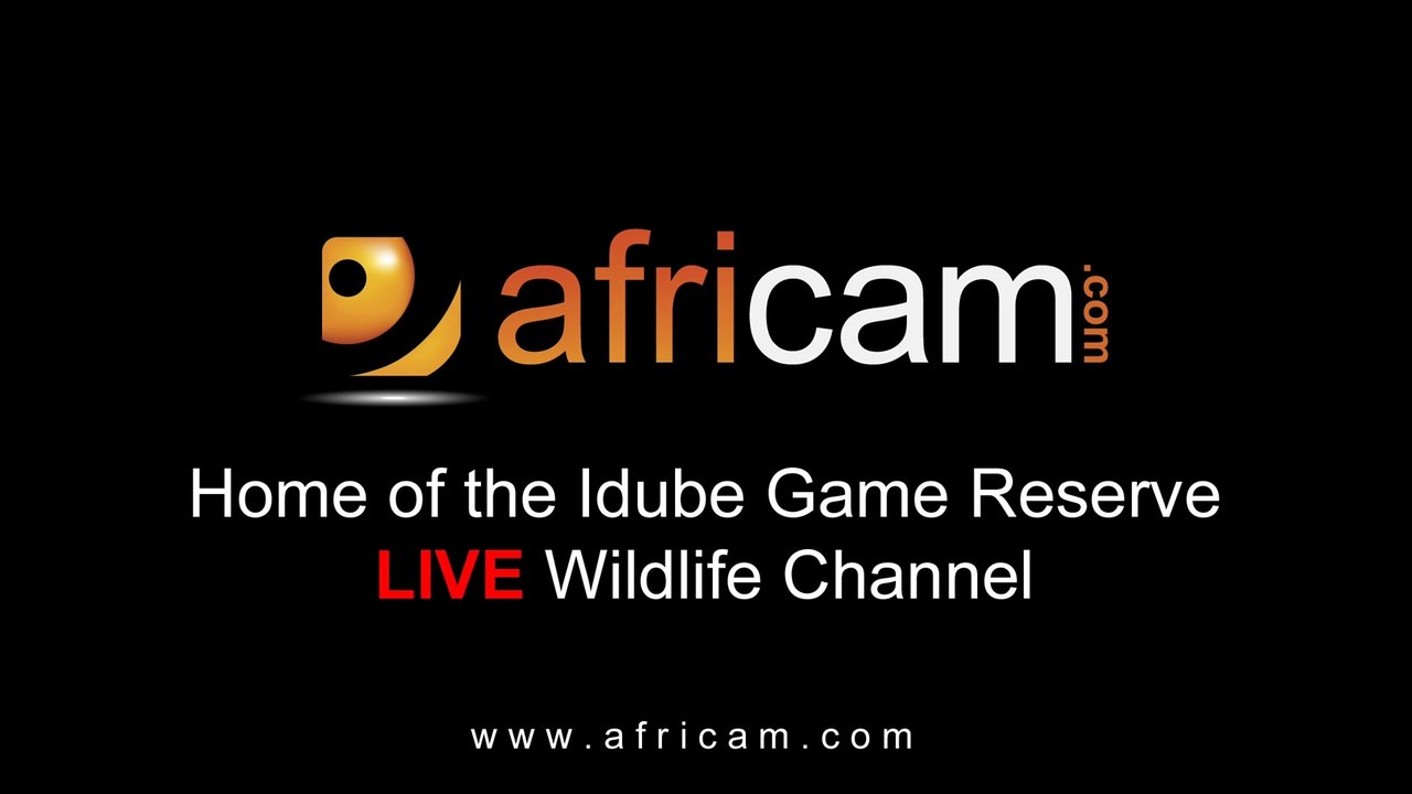 Safari Highlights ( 2 )