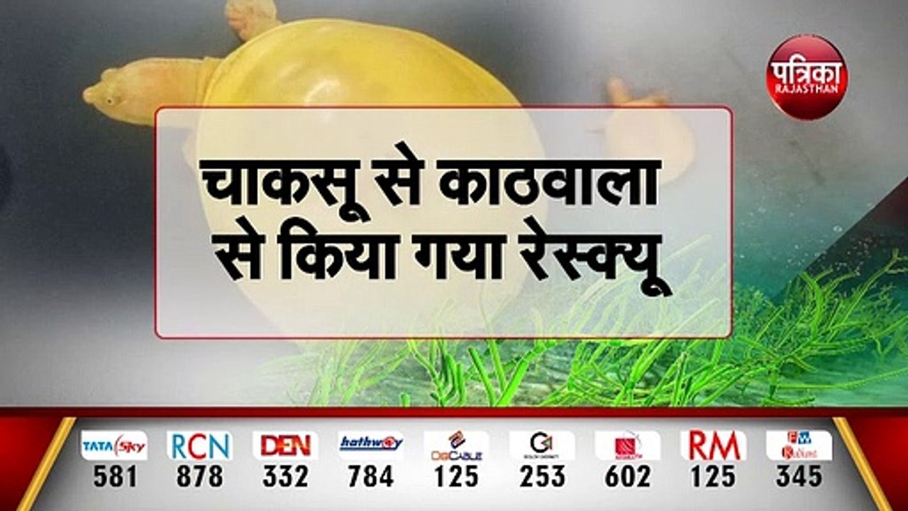 जयपुर चिडि़याघर में विष्णु अवतार 'Golden Turtle'