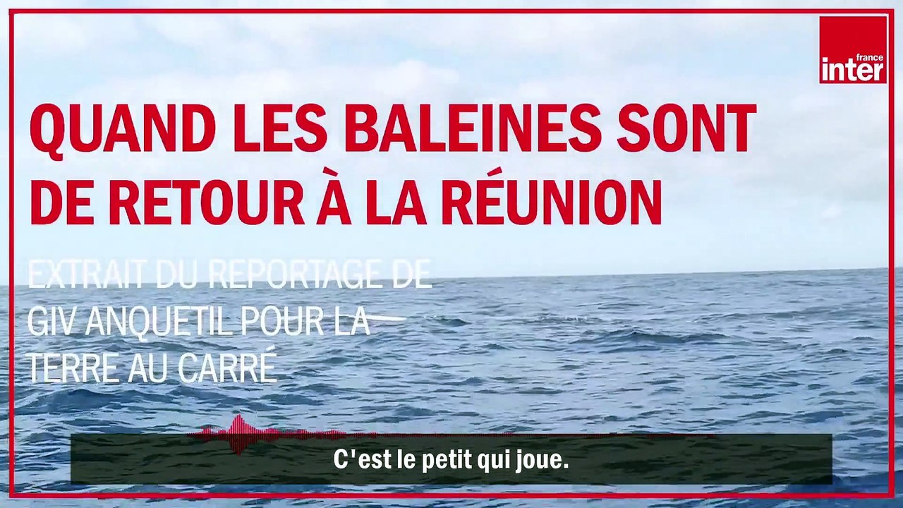 Quand les baleines sont de retour à la Réunion