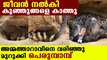 Mother duck saved her kid's from python | Oneindia Malayalam