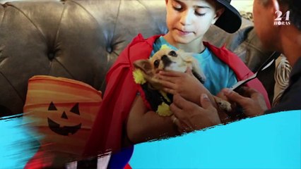 ¿Tu perro odia usar un disfraz de Halloween?