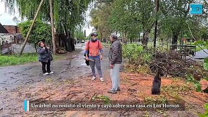 Un árbol no resistió el viento y cayó sobre una casa en Los Hornos