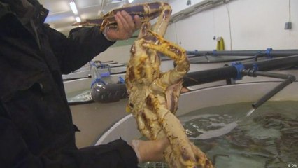 غزو "حيوان السلطعون الوحش" لسواحل نرويجية