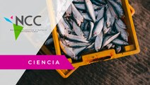 Desechos pes­que­ros con po­ten­cial para pro­du­cir ali­men­tos pro­ce­sa­dos