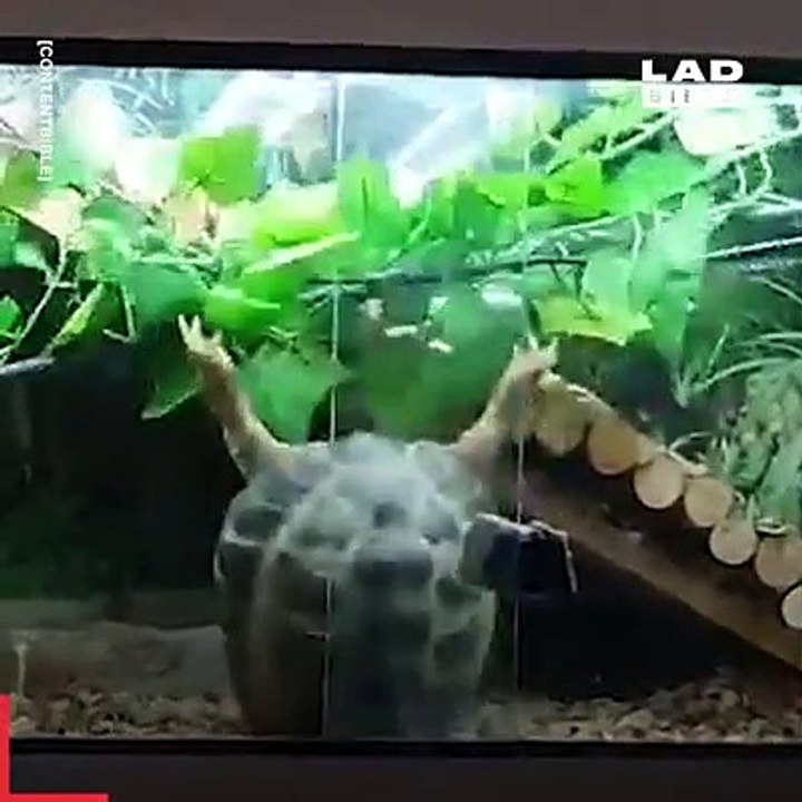 Funny animals