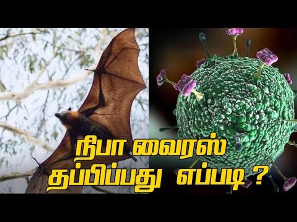 நிபா வைரஸ்..? அறிகுறிகள், பாதிப்புகள், தற்காப்பு வழிமுறைகள்!