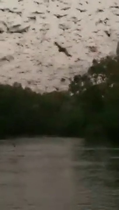 Il est survolé par des milliers de chauve-souris géantes