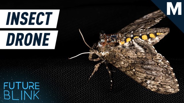 Researchers are using insects to airdrop lightweight sensors — Future Blink