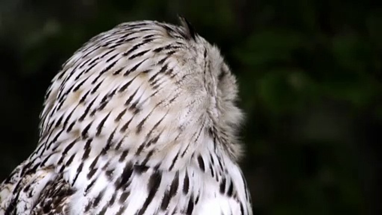 Owl - 18244Watch albums