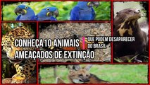 10 ANIMAIS AMEAÇADOS DE EXTINÇÃO que podem desaparecer do Brasil