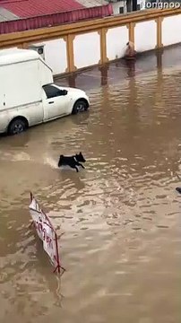 Dog Makes the Most out of Flooded Street