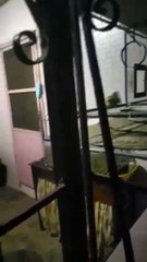 Bird Helps Fetch House Key