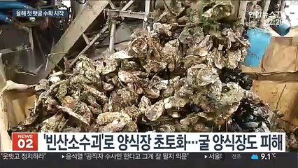 잦은 태풍·집중호우 견디고…통영 굴 본격 출하