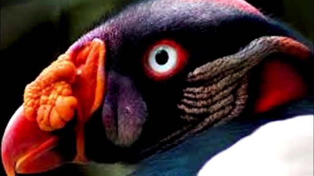 Conheça o urubu rei ave ameaçada de extinção