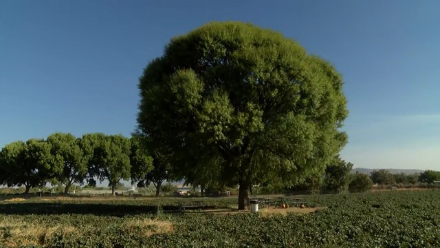 The Arizona Daily Mix Live at Mortimer Farms