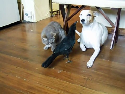bird feeds cat and dog - bird feeds dog & cat ***so lovely***