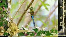 Darner Dragonflies Are Beautiful