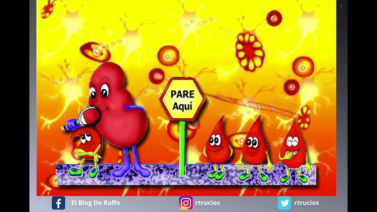 Sistema excretor - Explicado para niños - ANATOMIA HUMANA