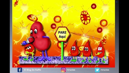 Sistema excretor - Explicado para niños - ANATOMIA HUMANA