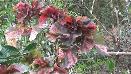 Ghera Rasalgad full Video || रसाळगड किल्ला, खेड || Rasalgad Fort - Khed, Ratnagiri, Maharashtra