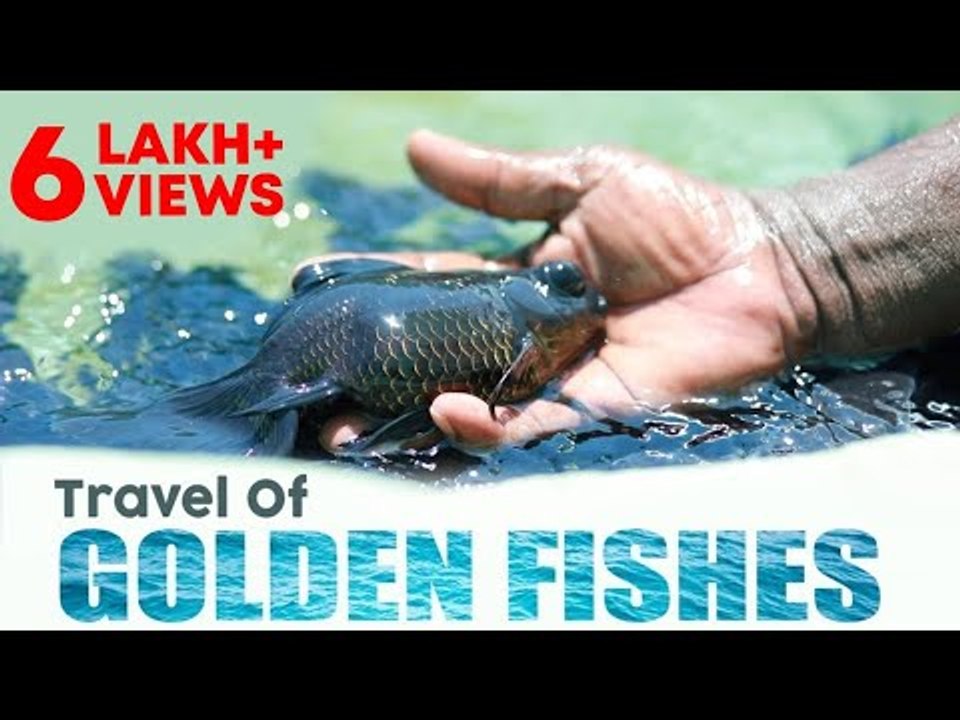 Biggest fish market in Asia... 5 rupees to 5 lakhs!