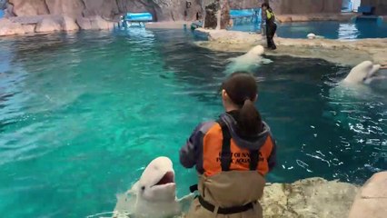 White Dolphin named Beluga mysterious Fish Eating / Playing Time After the End at Port of Nagoya Public Aquarium