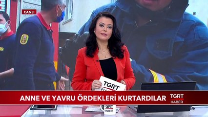 Anne ve Yavru Ördekler Kurtardılar