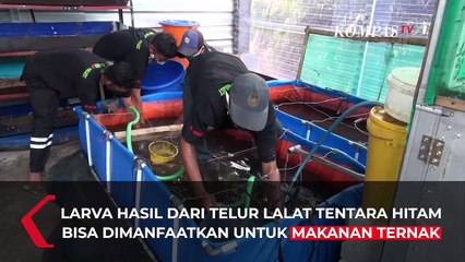 Lalat Tentara Hitam Untuk Kurangi Sampah