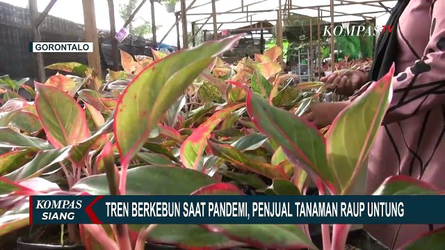 Tren Berkebun saat Pandemi, Penjual Tanaman Raup Untung