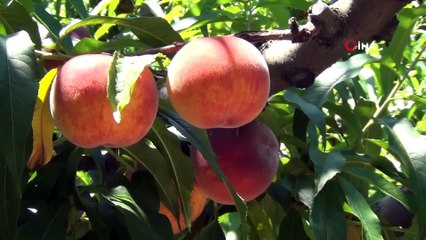 Üniversiteli Kız Ekmek Parası İçin Her Sabah 5'te Yollara Düşüyor