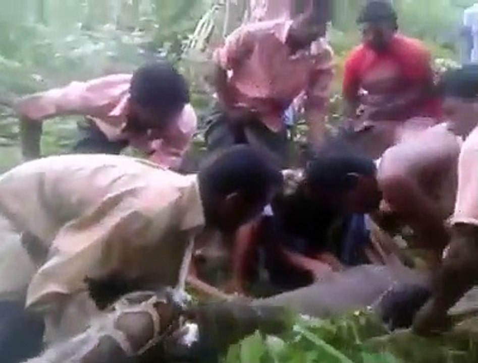 Close-up of people catching giant python .