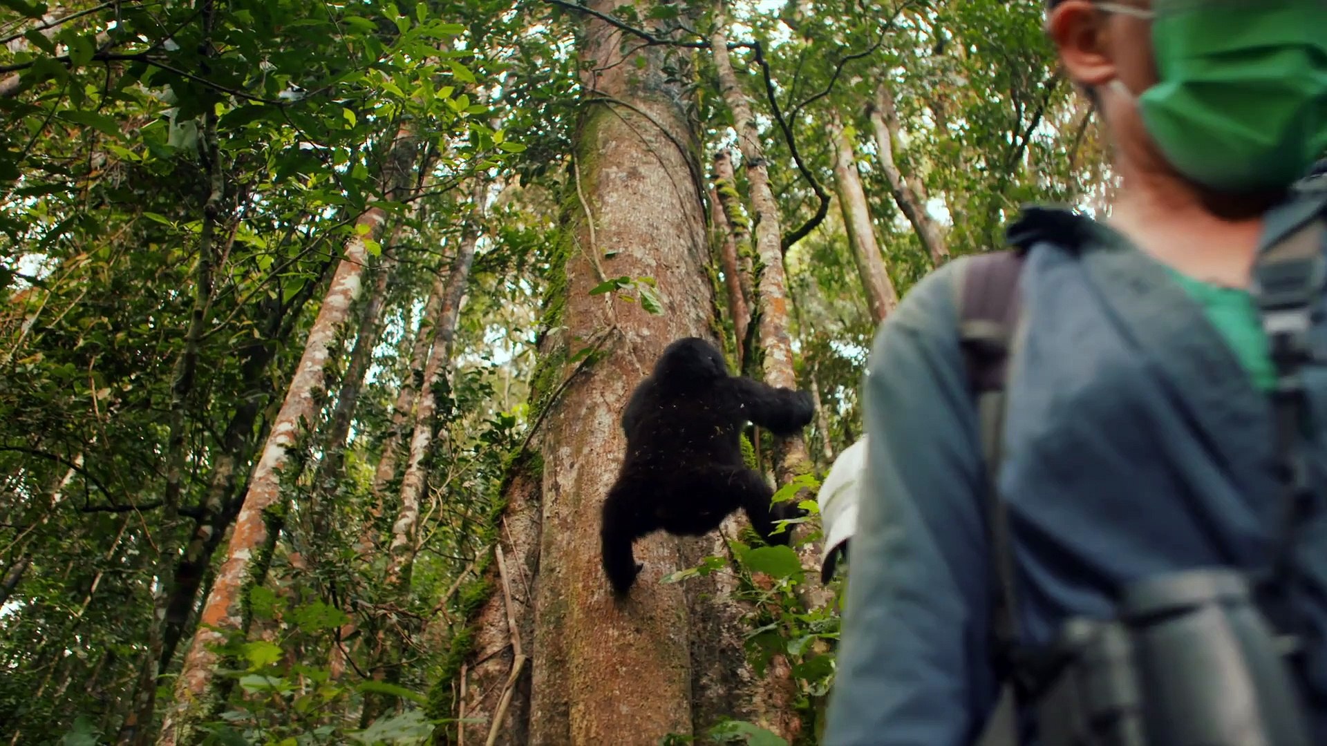⁣Des gorilles dans la tourmente / Gorillas unter Stress