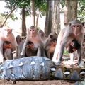 A python hunted and swallowed a monkey where the other members of the troop watched.