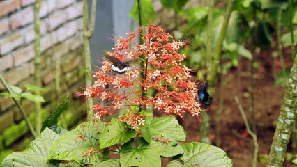Incredible Bali in 4K UHD, Indonesia - Short Preview Video with Relaxing Music