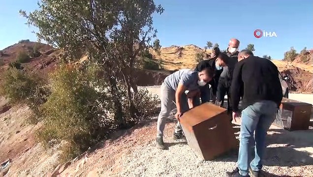 Tedavi edilen kartal, kerkenez ve şahinler doğaya bırakıldı