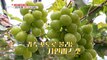 [TASTY] Luxury Fruit Shine Muscat, 생방송 오늘 저녁 20201023