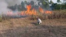 11 केवी एचटी लाइन खेत मे गिरने से किसान की खड़ी फसल धू-धूं कर जली