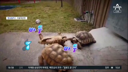 뒤집어진 거북이, 그 순간…