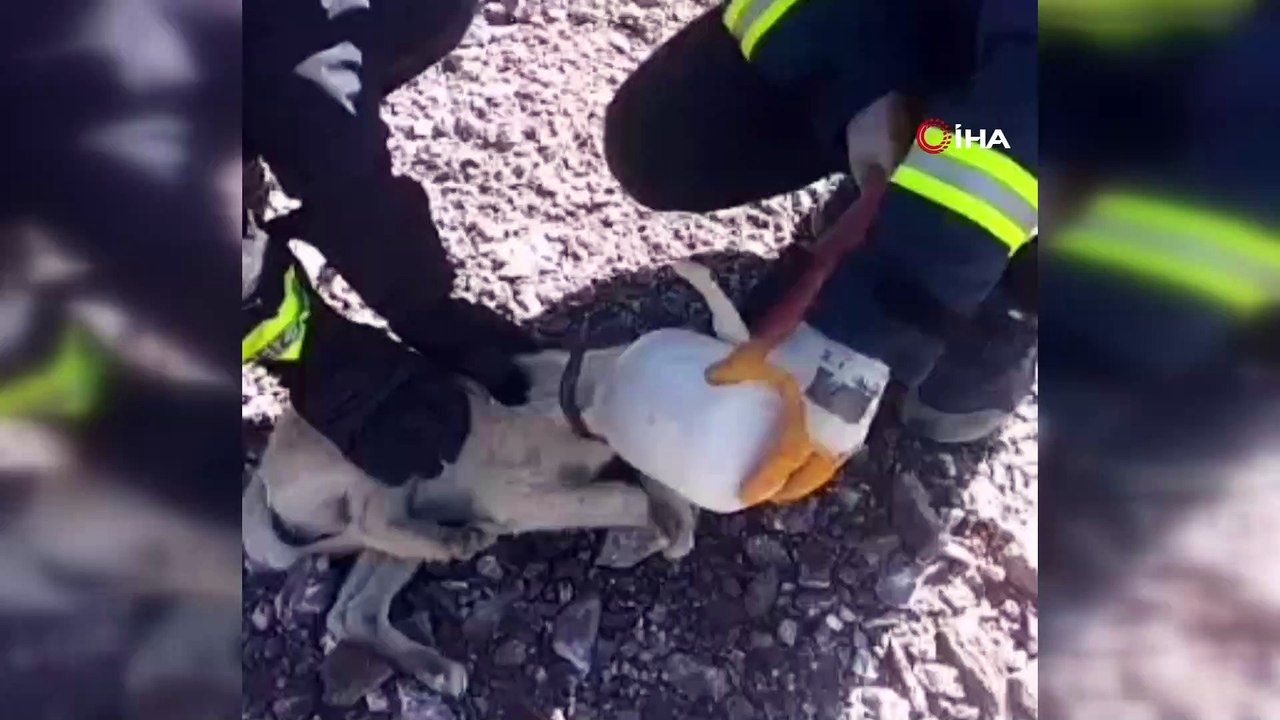 Başı plastik bidona sıkışan köpek itfaiye tarafından kurtarıldı